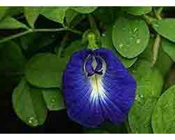 Vastu Tips: सावन में घर में लगाएं शंखपुष्पी का पौधा, भगवान भोलेनाथ की होगी कृपा, आएगी सुख समृद्धि