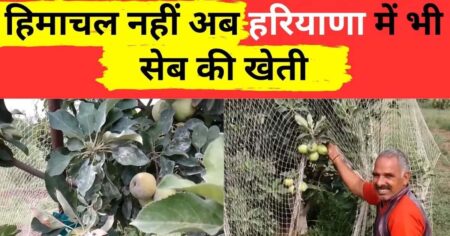 Apple farming in Haryana : किसान ने रेत में उगा दिया सेब, वैज्ञानिकों का चकरा गया दिमाग, उद्यानिकी विभाग जांच में जुटा