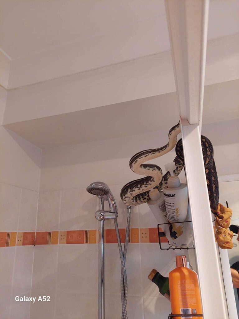 Snake in Bathroom: शावर के ऊपर बैठा था विशालकाय अजगर, नजर पड़ते ही शख्स के उड़ गए होश, फिर...
