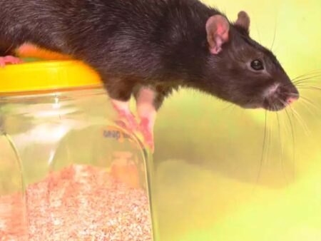 Lifestyle : घर में चूहों ने कर रखा है नाक में दम, इन उपायों से मिलेगा छुटकारा
