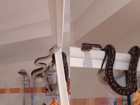 Snake in Bathroom: शावर के ऊपर बैठा था विशालकाय अजगर, नजर पड़ते ही शख्स के उड़ गए होश, फिर...