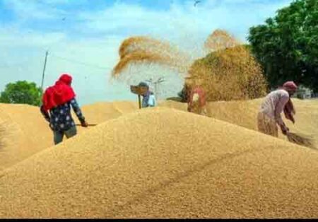 Sagar news: सरकारी खरीदी बंद होते ही गेहूं के दामों में आई गिरावट, बढ़िया गुणवत्ता के गेहूं के कीमतों में आई कमी से किसानों की बड़ी चिंता