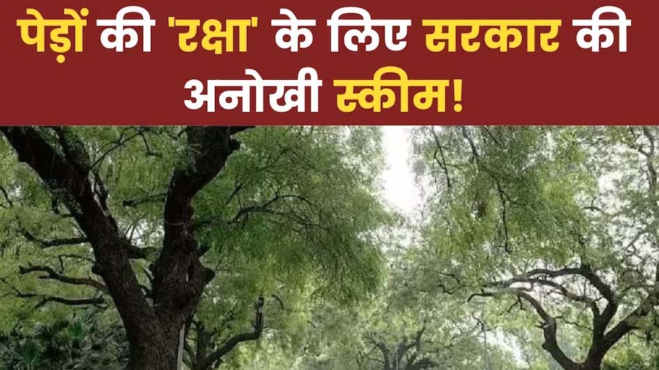 Pranvayu devta scheme : सरकार बुजुर्गों की तरह पेड़ों को भी देंगी पेंशन, इस स्कीम के तहत होंगा निर्धारण , जानें कैसे करें आवेदन Pranvayu devta scheme : सरकार बुजुर्गों की तरह पेड़ों को भी देंगी पेंशन, इस स्कीम के तहत होंगा निर्धारण , जानें कैसे करें आवेदन