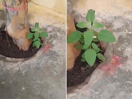 Tulsi Dance Video: देखते ही देखते नाचने लगा तुलसी का पौधा, पूरा घर हुआ हैरान! किसी ने बताया भगवान का चमत्कार, किसनी ने अंधविश्वास