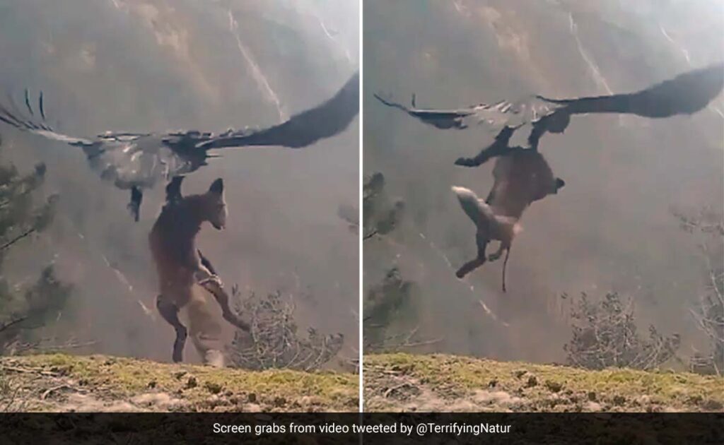 Viral video : बाज ने लोमड़ी का किया शिकार, अपने पंजे में दबाकर आसमान में उड़ गया, वीडियो देख हिल जाएंगे आप