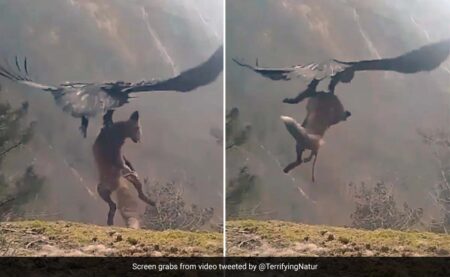 Viral video : बाज ने लोमड़ी का किया शिकार, अपने पंजे में दबाकर आसमान में उड़ गया, वीडियो देख हिल जाएंगे आप