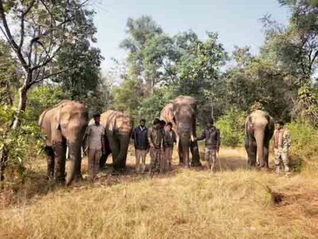 Satpuda tiger reserve : 4 हाथियों के जिम्मे रहेगा सतपुड़ा रिजर्व जंगल, कर्नाटक से आए कृष्णा, गजा, पूजा,हाथी गस्त कर करेंगे पहरेदारी