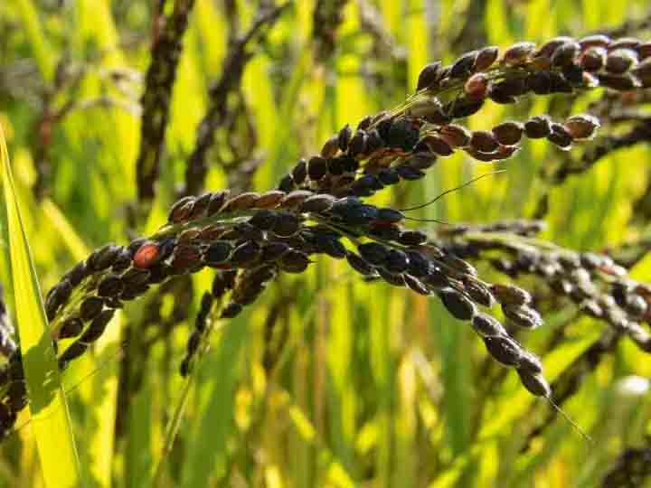 Business Idea : किसानों को काले चावल की खेती से हो रही बंपर कमाई, डिमांड बढ़ने से आसानी से बिक जाता है 450 से 500 सौं रुपए किलो 