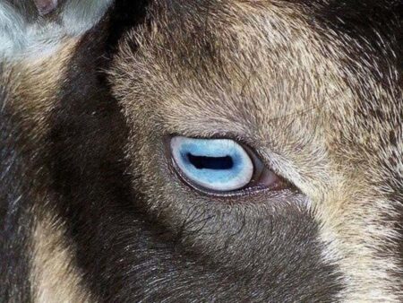 Goat Eye killed : मन्नत पूरी होने पर बकरे की बलि, आंख ने फिर शख्स की ले ली जान, हैरान कर देगी यह सच्ची घटना, लोगों को नहीं हो रहा यकीन