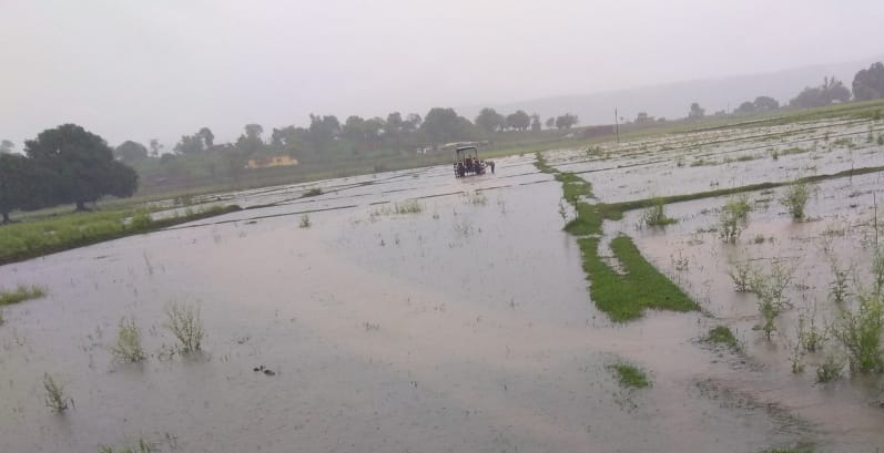 Singrauli news : झमाझम बारिश से किसानों के खिले चेहरे, नगर निगम की व्यवस्थाओं की खुली पोल, लोगों को उमस भरी गर्मी से मिली नहीं निजात 