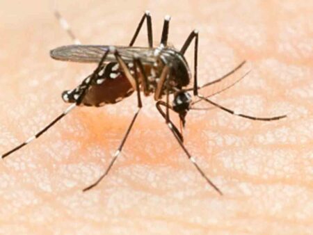 MP News : एमपी में बारिश के बीच पांव पसारने लगा डेंगू!  24 घंटे में मिले इतने केस की स्वास्थ्य विभाग की बढ़ी मुश्किलें 