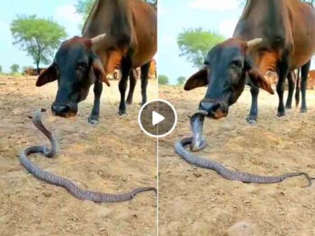 Gaaye Saap Ka Video : गाय और विशाल किंग कोबरा की दोस्ती देख खड़े हो जाएंगे रोंगटे, आईएएस अधिकारी ने कहा शब्दों में बयां करना मुश्किल