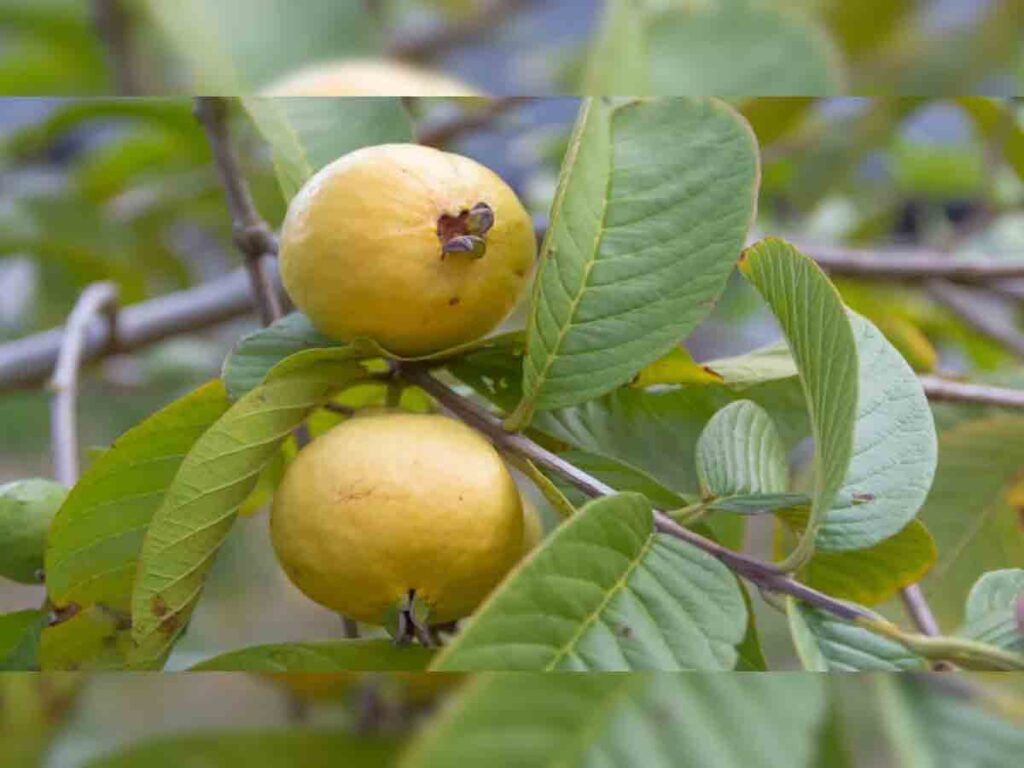 Guava Benefits: रोज खाएं एक अमरूद, थम जाएगी बढ़ती उम्र! फायदे जान खाना कर देंगे शुरू 
