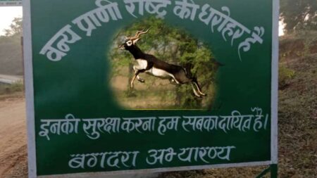 Black buck missing from Singrauli Bagdara Sanctuary! RTI से खुलासा, हजारों काले हिरणों को खा गए शिकारी? सोते रहे जिम्मेदार