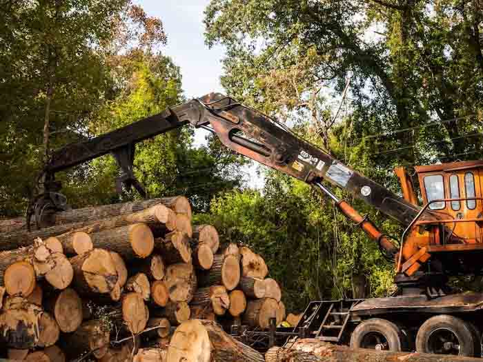 Blackwood tree farming : इस एक पेड़ की कीमत हैं 7 करोड़ रुपए, हथियारबंद लोगों के बीच में बड़ा होता है पेड़, जानिए खासियत