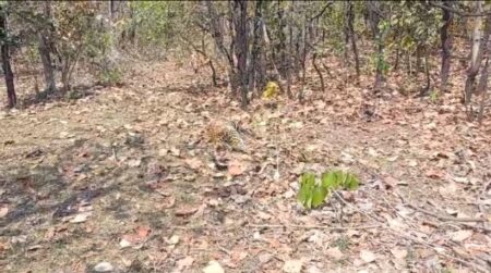 Narsinghpur news : सतपुड़ा जंगल में मिला तेंदुए का शव, सूचना के 12 घंटे बाद डॉग स्क्वायड टीम क साथ पहुंचा वन अमला