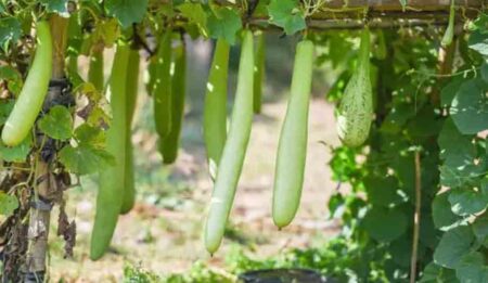 Vegetable Farming : जून में इन सब्जियों की करें बुवाई, अच्छी मिलेगी है कीमत, हो जाएंगे मालामाल 